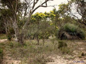 Aldinga Scrub Conservation Park - Golden Wattle and Xanthorrhoea