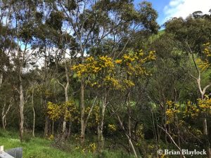 Acacia pycnantha along Brownhill Creek