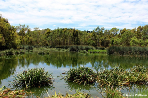 Laratinga Wetlands