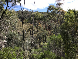 Eucalyptus woodland