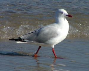 adult Silver Gull
