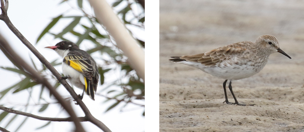 Left: Painted Honeyeater, Right: White-rumped Sandpiper