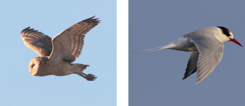 Left: Eastern Grass Owl, Right: Antarctic Tern