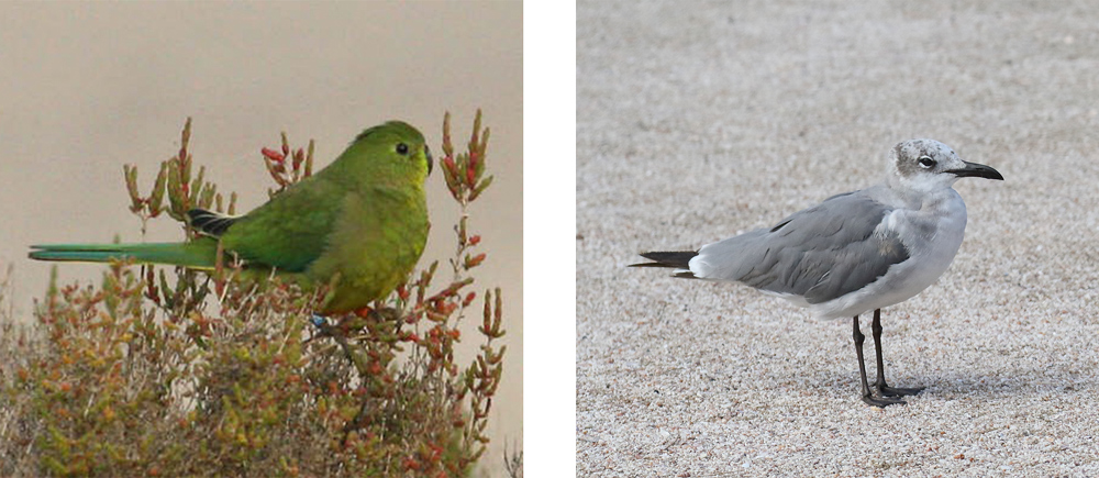 Left: Orange-bellied Parrot. Right: Laughing Gull