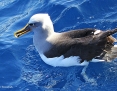 Albatross_Bullers_2014-04-06