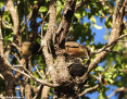 Babbler_Greycrowned_(Grey-crowned Babbler)_2019-08-06_1