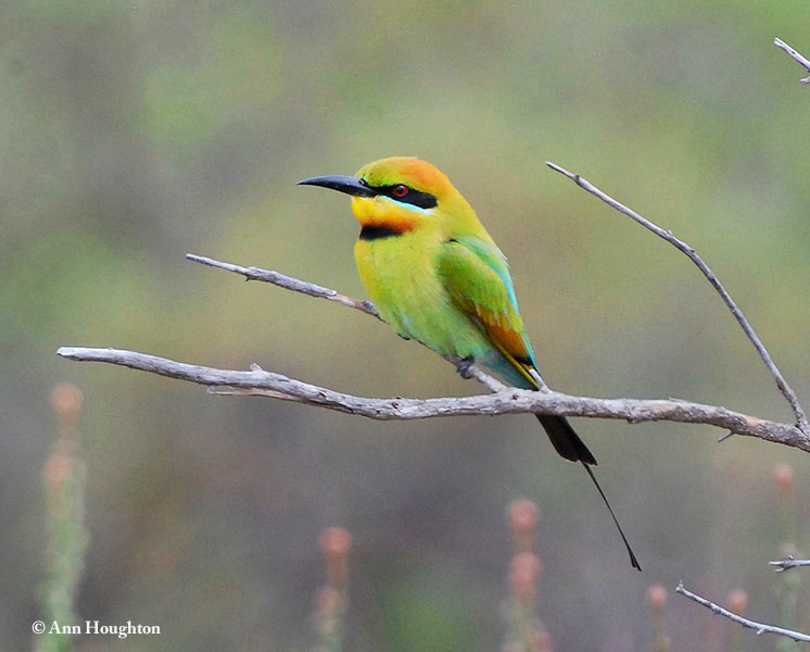 Bee-eater_Rainbow_2011-10-11