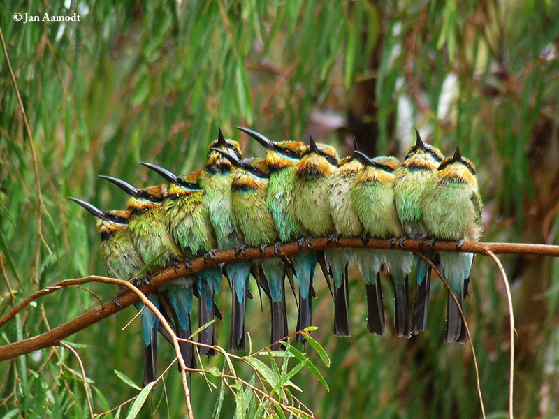 Bee-eater_Rainbow_2013-01-31