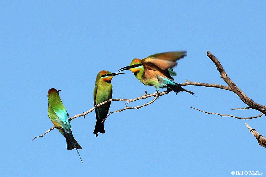 Bee-eater_Rainbow_2013-10-04