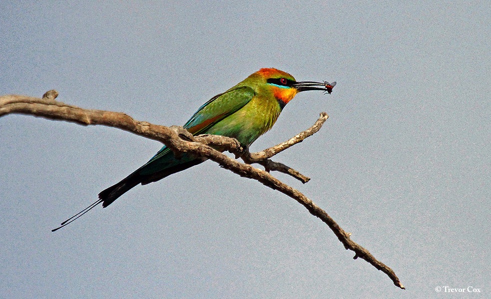 Bee-eater_Rainbow_2015-11-02