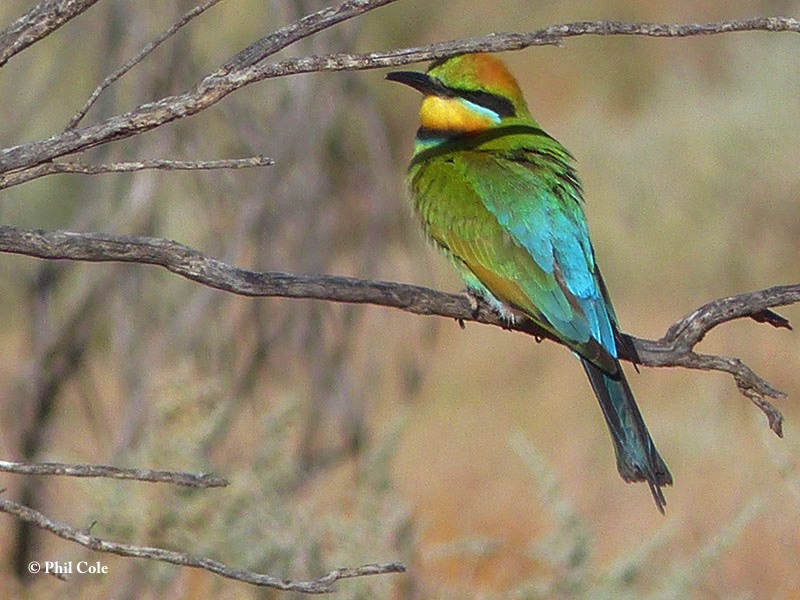 Bee-eater_Rainbow_2016-11-15