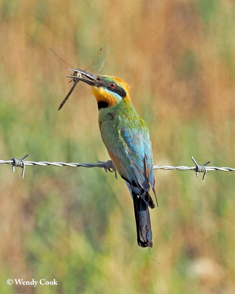 Bee-eater_Rainbow_2017-01-13_1