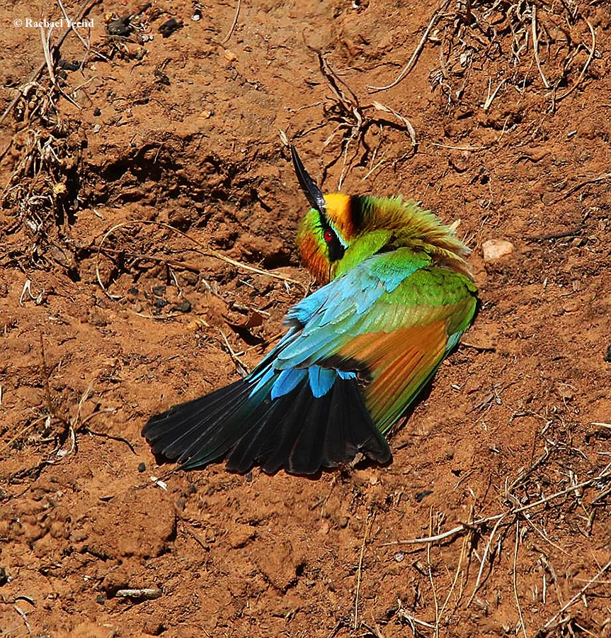 Bee-eater_Rainbow_2018-11-21_1