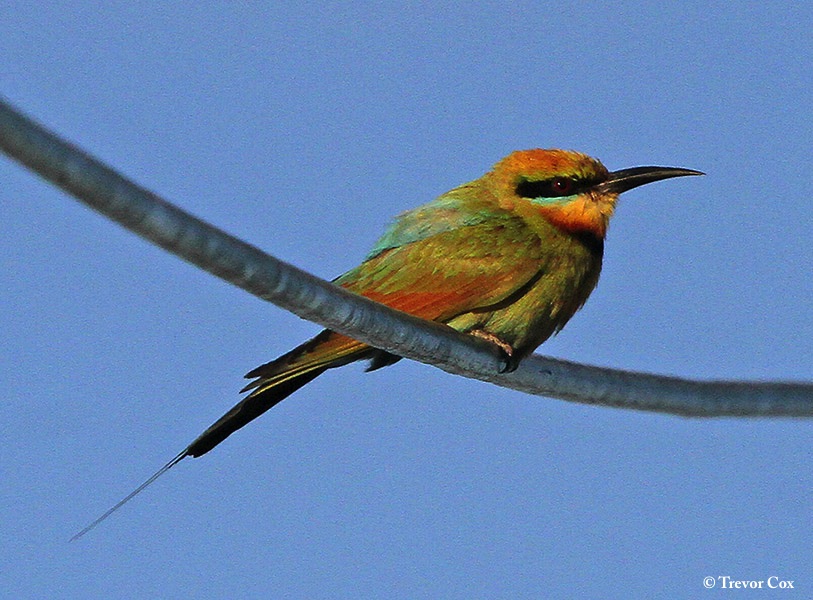 Bee-eater_Rainbow_2019-02-17_1