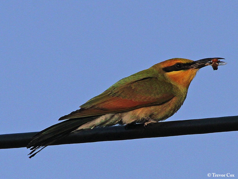 Bee-eater_Rainbow_2019-02-17_3