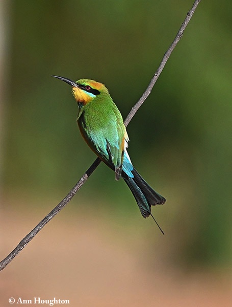 Bee-eater_Rainbow_2019-07-12_2