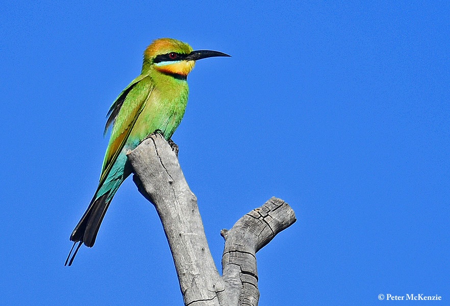Bee-eater_Rainbow_2019-07-19