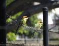 Bee-eater_Rainbow_2012-06-24