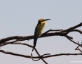 Bee-eater_Rainbow_2012-11-22