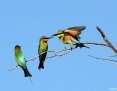 Bee-eater_Rainbow_2013-10-04