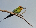 Bee-eater_Rainbow_2015-11-02