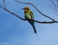 Bee-eater_Rainbow_2016-10-11