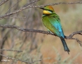 Bee-eater_Rainbow_2016-11-15