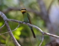 Bee-eater_Rainbow_2018-08-20_3