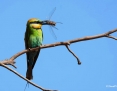 Bee-eater_Rainbow_2018-10-10