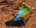 Bee-eater_Rainbow_2018-11-21_3