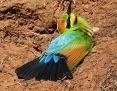 Bee-eater_Rainbow_2018-11-21_4