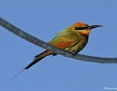 Bee-eater_Rainbow_2019-02-17_1