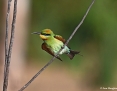 Bee-eater_Rainbow_2019-07-12_1