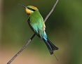 Bee-eater_Rainbow_2019-07-12_2