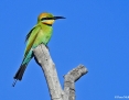 Bee-eater_Rainbow_2019-07-19