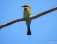 Bee-eater_Rainbow_2020-11-01