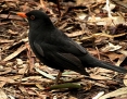 Blackbird_Common_2012-05-12