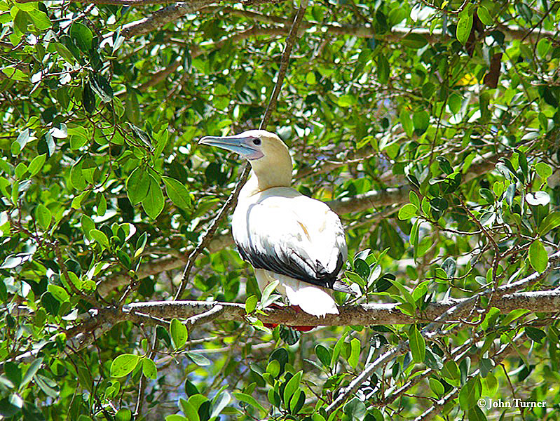 Booby_Redfooted_2007-11-25_2