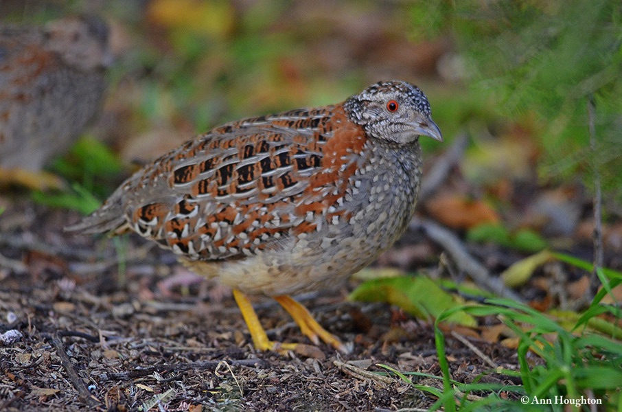 Buttonquail_Painted_2014-03-22