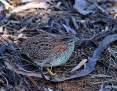 Buttonquail_Painted_2016-11-27