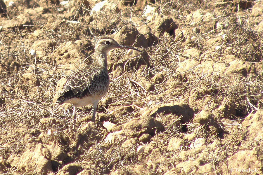 Curlew_Little_2010-02-18