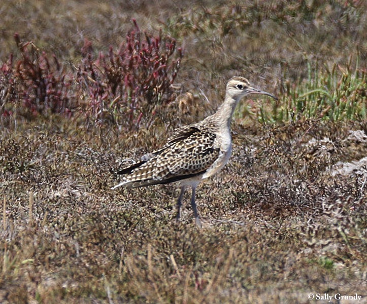 Curlew_Little_2019-02-16
