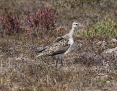 Curlew_Little_2019-02-16
