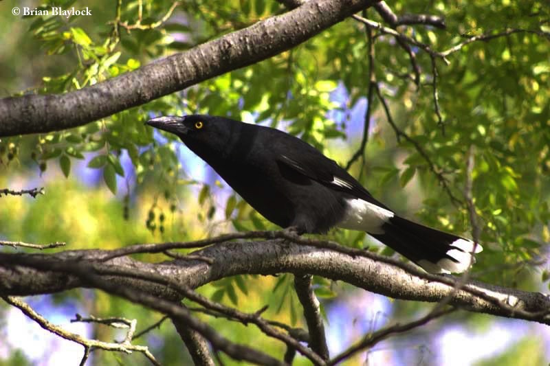 Currawong_Pied_2007-05-04