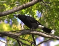 Currawong_Pied_2007-05-04