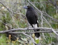 Currawong_Pied_2016-08-16