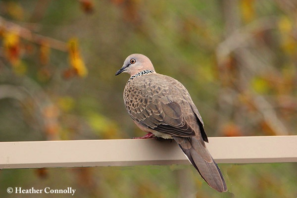 Dove_Spotted_2016-09-20