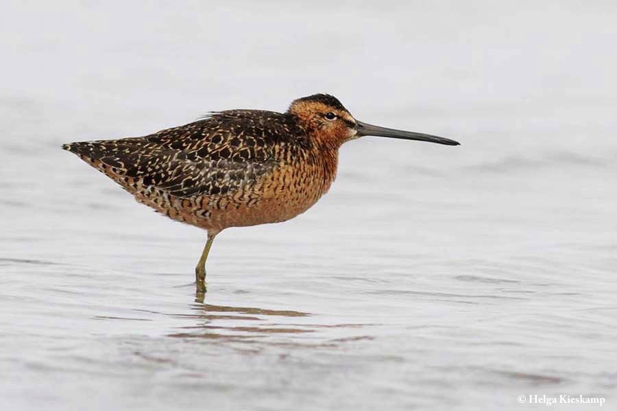 Dowitcher_Longbilled_2014-11-21_1