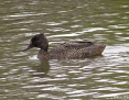 Duck_Freckled_2009-04-06