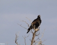 Eagle_Wedgetailed_2012-11-23_1